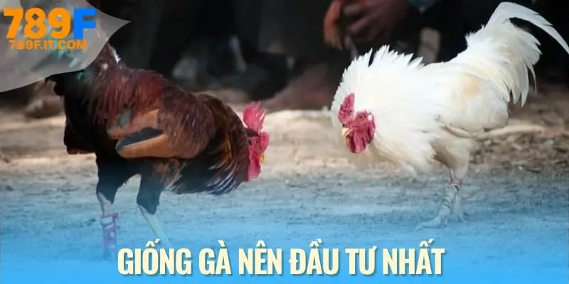 Top 3 giống loài “bất khả chiến bại” tại sảnh đá gà cựa dao